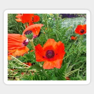 Pattern with poppy flower Sticker